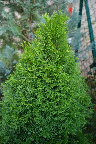 Thuja Occidentalis Nastro Giallo Nel Giardino Berlino Germania — Foto Stock