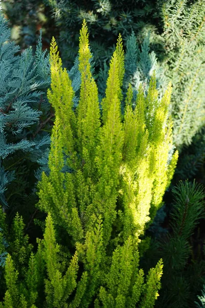 冬寒粗壮的卡鲁纳山楂属植物 是一种特别落叶浓密的石楠植物 叶型为金黄色针状 德国柏林 — 图库照片
