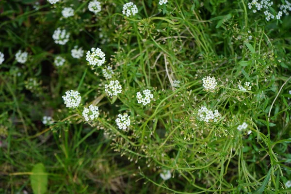 Lobularia Maritima Syn Alyssum Maritimum Een Plant Uit Grassenfamilie Brassicaceae — Stockfoto