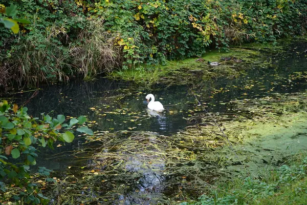 Cisne Blanco Agua Del Río Wuhle Poco Profundo Otoño Marzahn — Foto de Stock