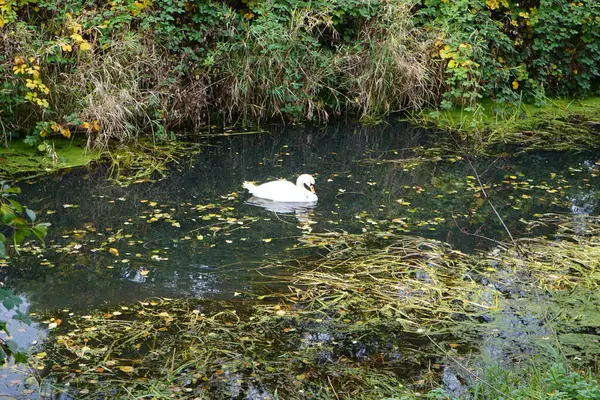 秋には浅い呉川の水の中に白い白鳥 ドイツ ベルリンのマルザーン ヘルサードルフ — ストック写真