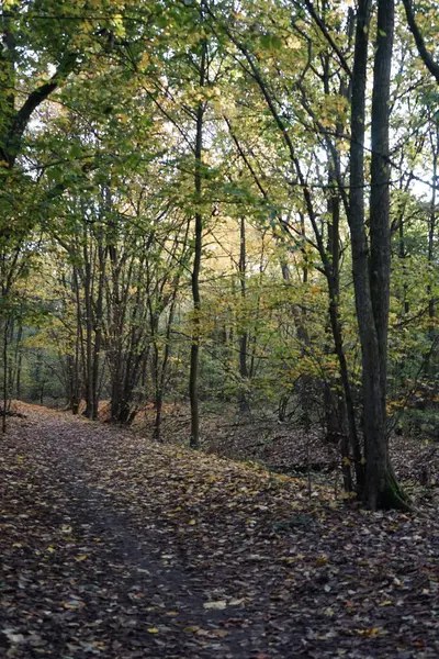 Hermoso Paisaje Otoñal Una Pintoresca Zona Recreo Berlín Alemania —  Fotos de Stock