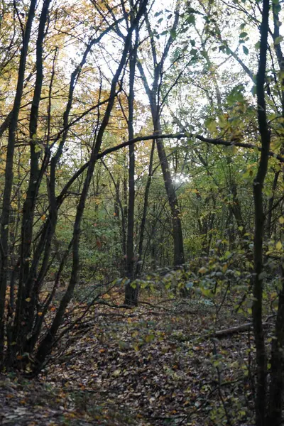 Bellissimo Paesaggio Autunnale Una Pittoresca Zona Ricreativa Berlino Germania — Foto Stock