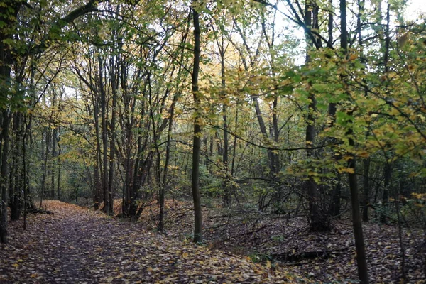 Hermoso Paisaje Otoñal Una Pintoresca Zona Recreo Berlín Alemania —  Fotos de Stock