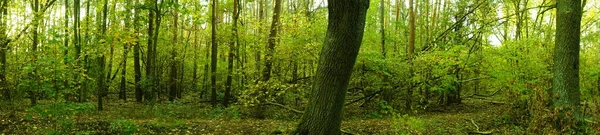 Фотопанорама Осенний Пейзаж Живописной Зоне Отдыха Берлине Германия — стоковое фото