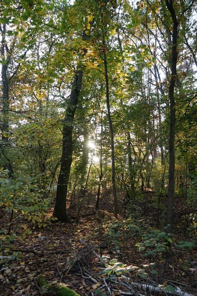 Schöne Herbstlandschaft Einem Malerischen Erholungsgebiet Berlin Deutschland — Stockfoto