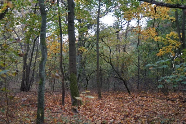 Beau Paysage Automne Dans Une Zone Loisirs Pittoresque Berlin Allemagne — Photo