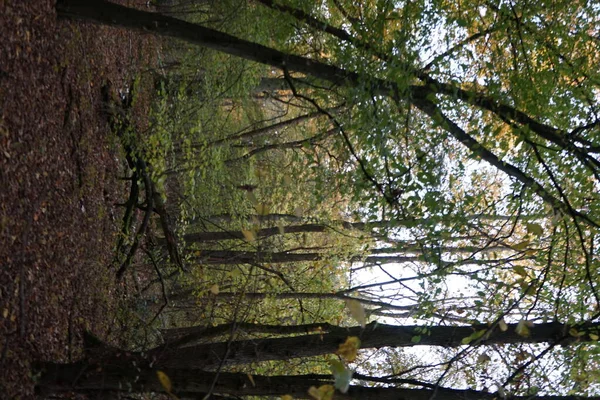 Schöne Herbstlandschaft Einem Malerischen Erholungsgebiet Berlin Deutschland — Stockfoto