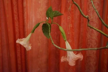 Pembe çiçekli Brugmansia Melekleri trompetleri. Berlin, Almanya 