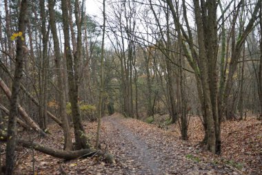 Sonbahar ormanında hoş bir bitki örtüsü. Berlin, Almanya 