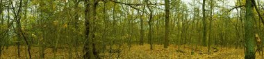 Fotoğraf panoraması. Sonbahar ormanı. Berlin, Almanya