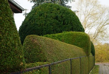 Bahçede çalılıklar oluşturdular. Berlin, Almanya 