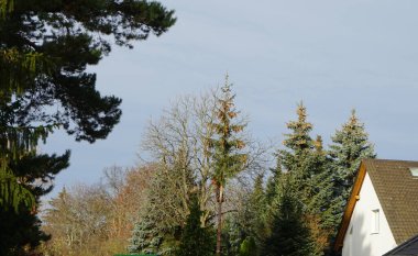 Kaulsdorf, Berlin, Almanya 'da budanan ağaç dalları  