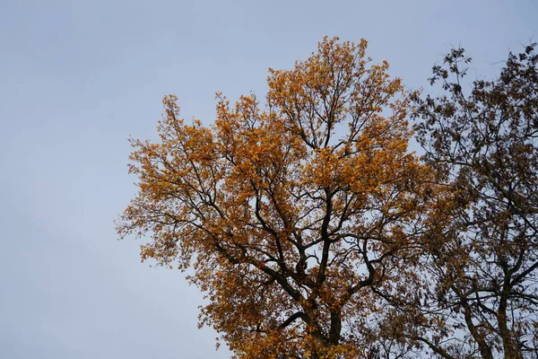 Pozdní Podzimní Strom Proti Obloze Berlín Německo — Stock fotografie