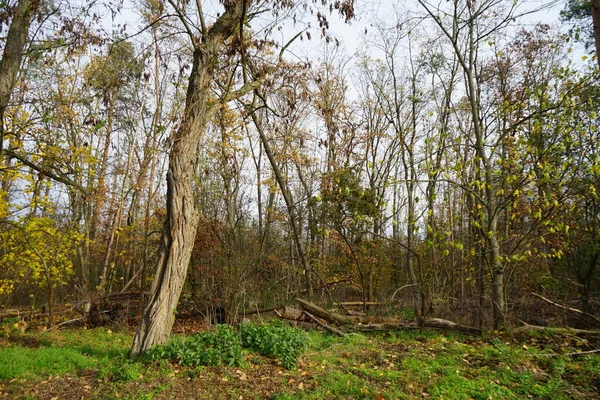 Deliziosa Vegetazione Nella Foresta Autunnale Berlino Germania — Foto Stock