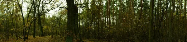 Fénykép Panoráma Őszi Erdő Berlin Németország — Stock Fotó