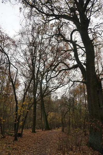 Wspaniała Roślinność Jesiennym Lesie Berlin Niemcy — Zdjęcie stockowe