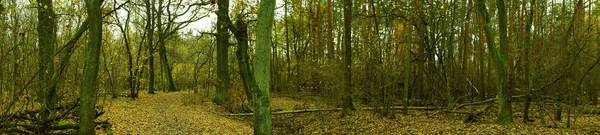 Foto Panorama Bosque Otoño Berlín Alemania —  Fotos de Stock