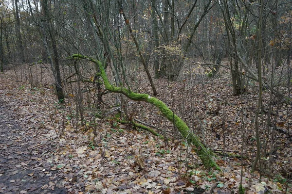 Wspaniała Roślinność Jesiennym Lesie Berlin Niemcy — Zdjęcie stockowe