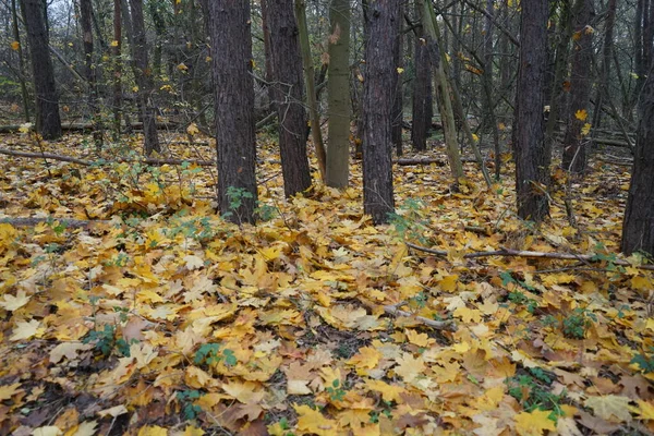 Nádherná Vegetace Podzimním Lese Berlín Německo — Stock fotografie
