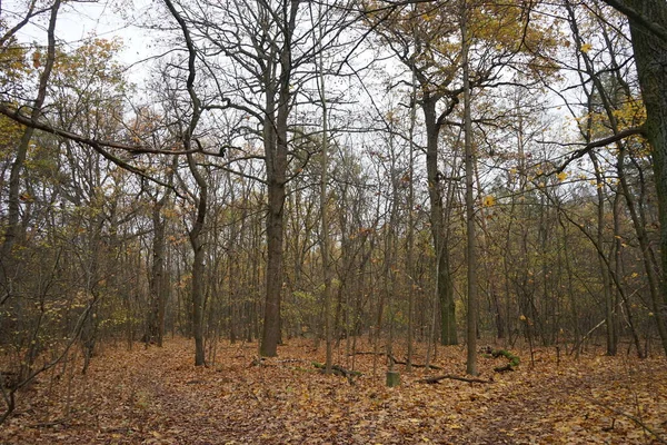 Sonbahar Ormanında Hoş Bir Bitki Örtüsü Berlin Almanya — Stok fotoğraf