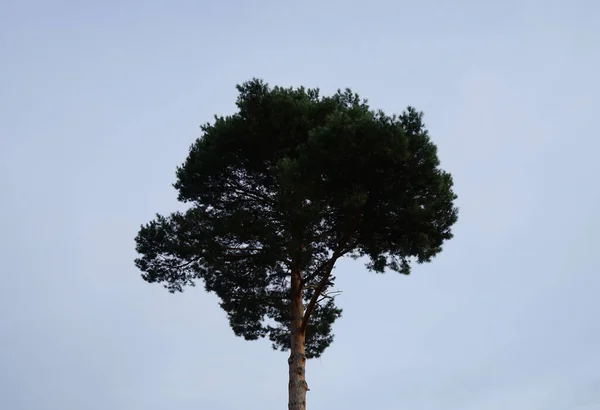 Einsamer Kiefernbaum Gegen Den Blauen Himmel Kaulsdorf Berlin Deutschland — Stockfoto