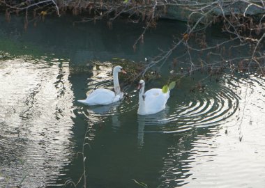 Wuhle nehrinde bir çift beyaz kuğu. Berlin, Almanya  