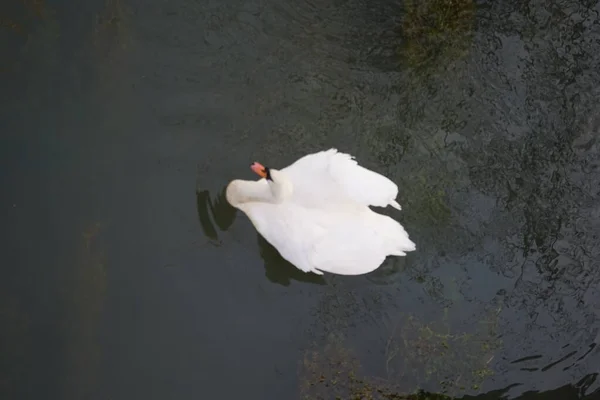 White Swan Wuhle River Berlin Germany — Stock Photo, Image
