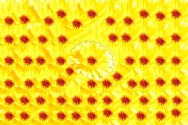 Calendula officinalis. İçeriğin Farkında Olan Arkaplanda Çiçek.