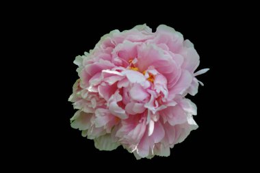Paeonia laktiflora 'Sarah Bernhardt'. Siyah arka planda izole bir çiçek..  