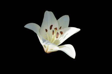 Siyah arka planda beyaz zambak çiçeği..   