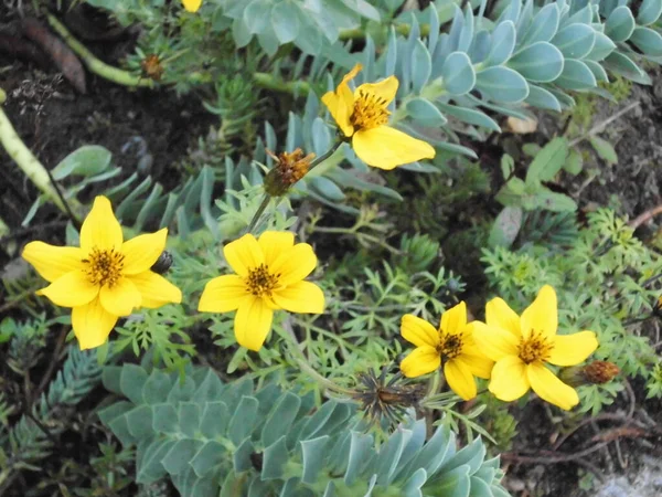 Yellow Adonis Late Autumn Garden Berlin Germany — Stock Photo, Image