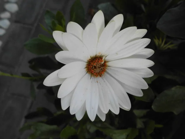 Dimorphotheca Sinuata Bianca Nel Giardino Autunnale Berlino Germania — Foto Stock