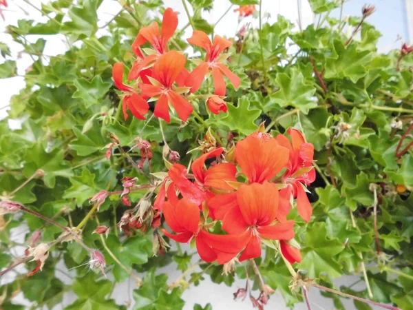 Gerânios Pendurados Vasos Flores Peitoril Janela Final Outono Jardim Berlim — Fotografia de Stock