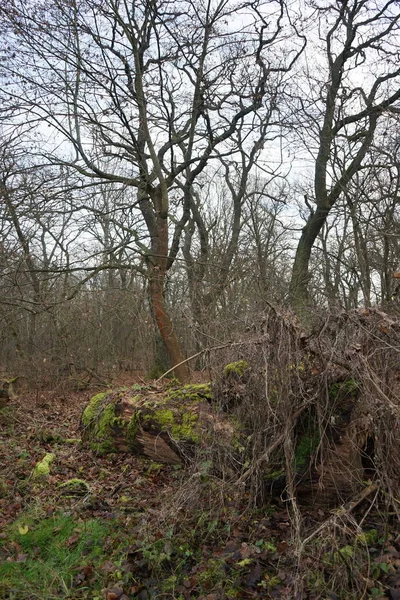 Vinterskog Berlin December Kopenick Berlin Tyskland — Stockfoto