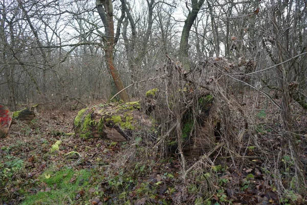 Berlijns Winterwoud December Kopenick Berlijn Duitsland — Stockfoto