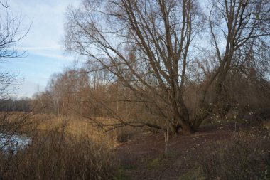 Aralık ayında Habermannsee 'deki Kaulsdorfer Baggersee Gölü civarındaki muhteşem bitki örtüsüyle güzel bir manzara. Marzahn-Hellersdorf, Berlin, Almanya   