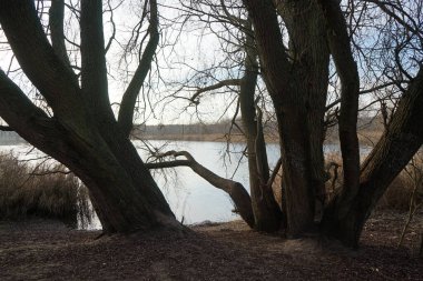 Aralık ayında Habermannsee 'deki Kaulsdorfer Baggersee Gölü civarındaki muhteşem bitki örtüsüyle güzel bir manzara. Marzahn-Hellersdorf, Berlin, Almanya   