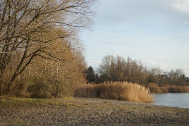 Aralık ayında Habermannsee 'deki Kaulsdorfer Baggersee Gölü civarındaki muhteşem bitki örtüsüyle güzel bir manzara. Marzahn-Hellersdorf, Berlin, Almanya    