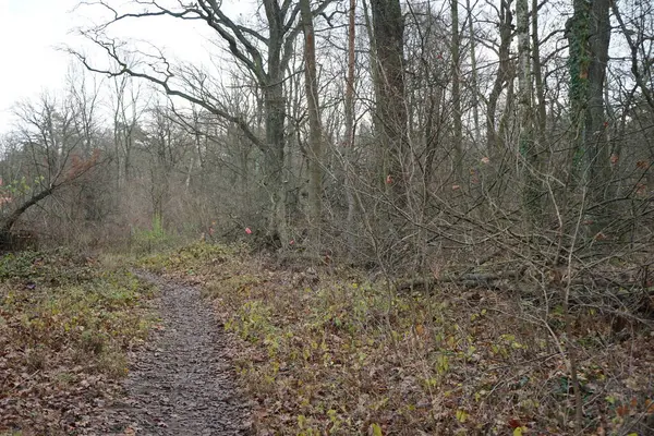 Berliner Winterwald Dezember Kopenick Berlin Deutschland — Stockfoto