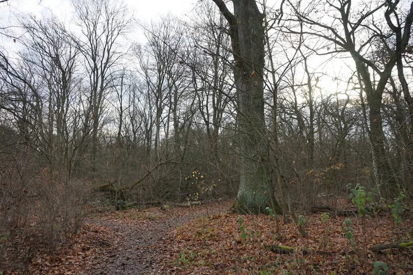 Berliner Winterwald Dezember Kopenick Berlin Deutschland — Stockfoto