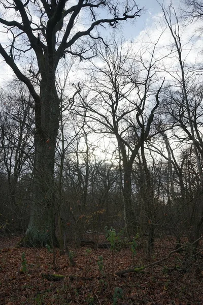 Berliner Winterwald Dezember Kopenick Berlin Deutschland — Stockfoto