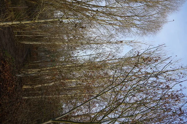 Vackert Landskap Med Fantastisk Vegetation Närheten Sjön Kaulsdorfer Baggersee Habermannsee — Stockfoto