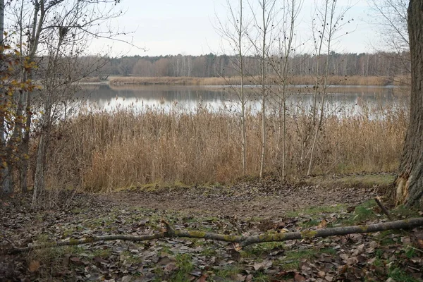 Krásná Krajina Úžasnou Vegetací Blízkosti Jezera Kaulsdorfer Baggersee Habermannsee Prosinci — Stock fotografie