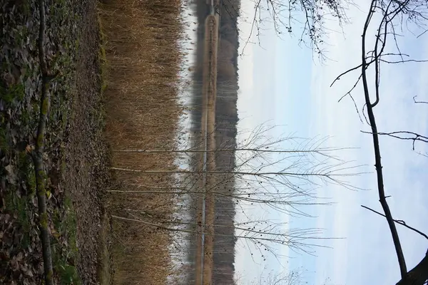 Piękny Krajobraz Niesamowitą Roślinnością Pobliżu Jeziora Kaulsdorfer Baggersee Habermannsee Grudniu — Zdjęcie stockowe