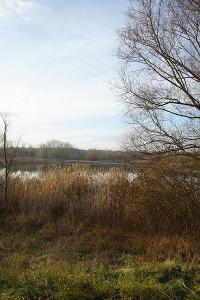 Gyönyörű Táj Csodálatos Növényzet Közelében Kaulsdorfer Baggersee Habermannsee Decemberben Marzahn — Stock Fotó