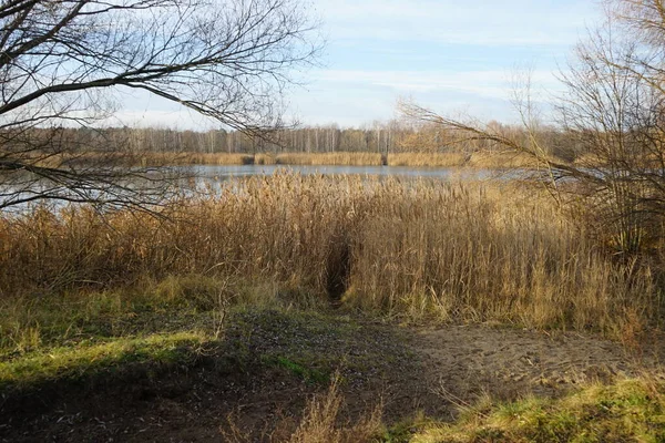 Gyönyörű Táj Csodálatos Növényzet Közelében Kaulsdorfer Baggersee Habermannsee Decemberben Marzahn — Stock Fotó