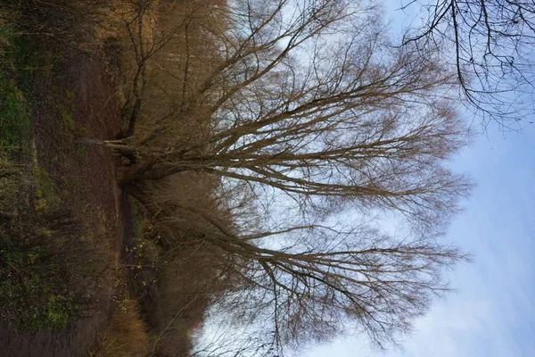 Piękny Krajobraz Niesamowitą Roślinnością Pobliżu Jeziora Kaulsdorfer Baggersee Habermannsee Grudniu — Zdjęcie stockowe