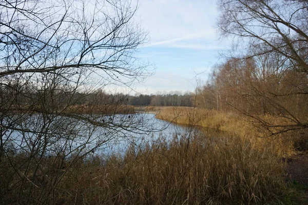 12月には カルスドルフ湖Baggersee Habermannseeの近くで素晴らしい植生と美しい風景 ドイツ ベルリンのマルザーン ヘルサードルフ — ストック写真