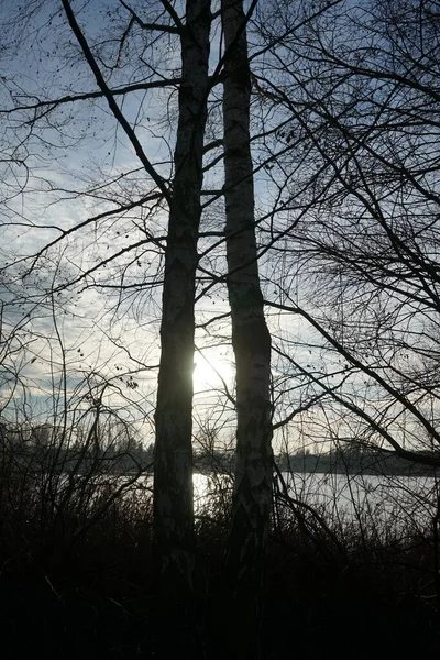 Låg Sol Vintern Vackert Landskap Med Fantastisk Vegetation Närheten Sjön — Stockfoto